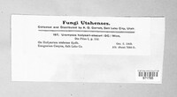 Uromyces hedysari-obscuri image